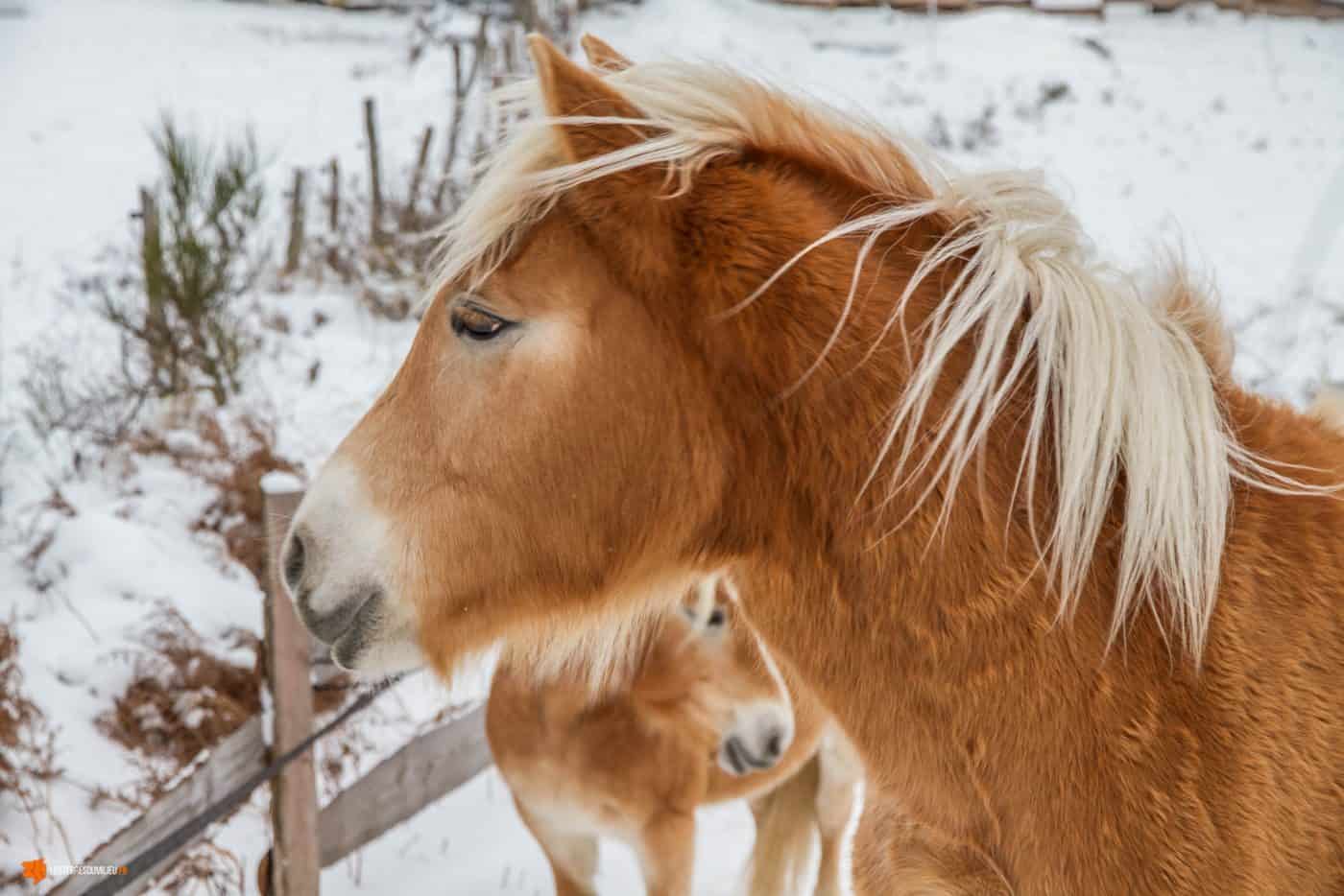 Chevaux sous la neige en Auvergne