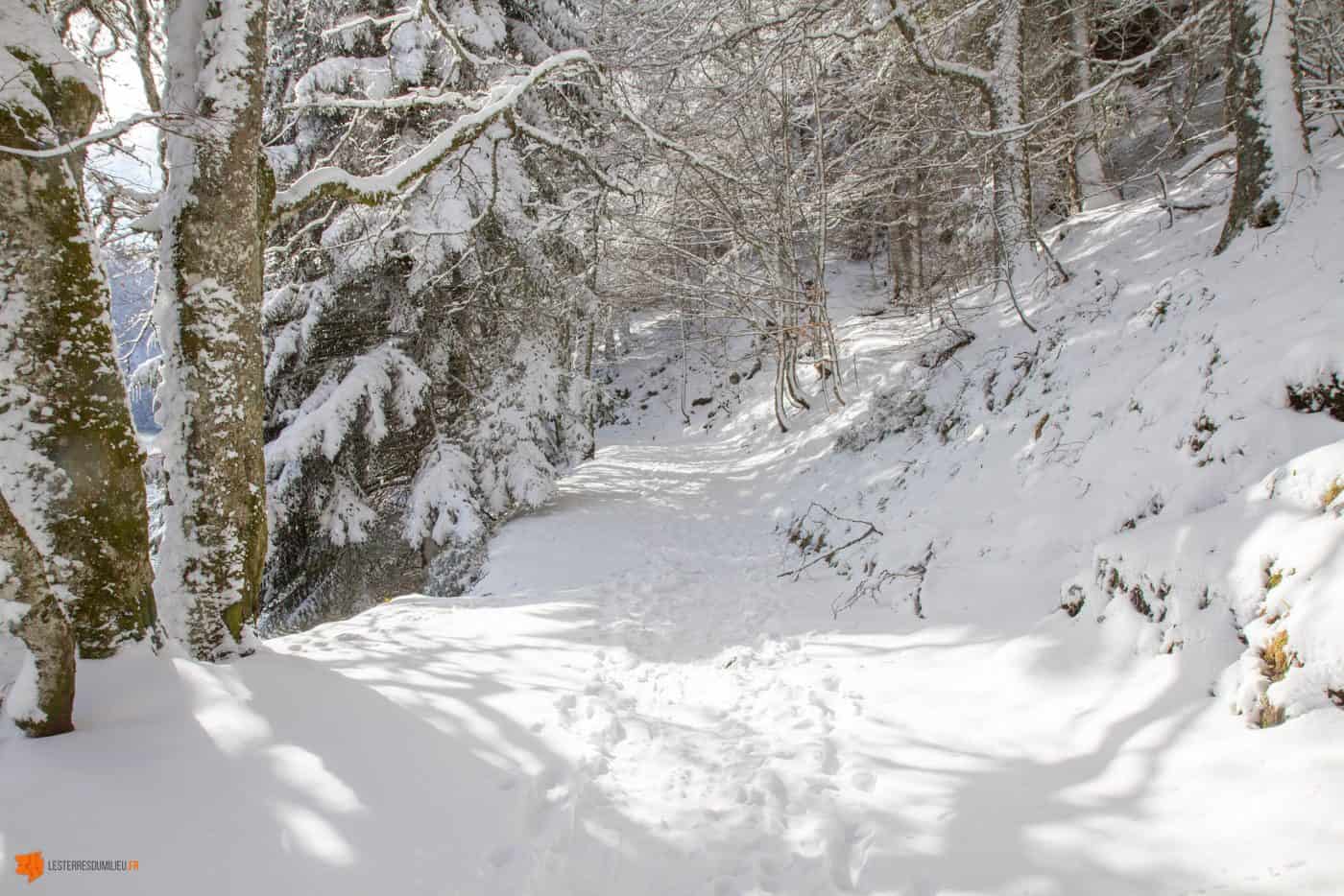 Chemin enneigé près du lac Pavin en Auvergne