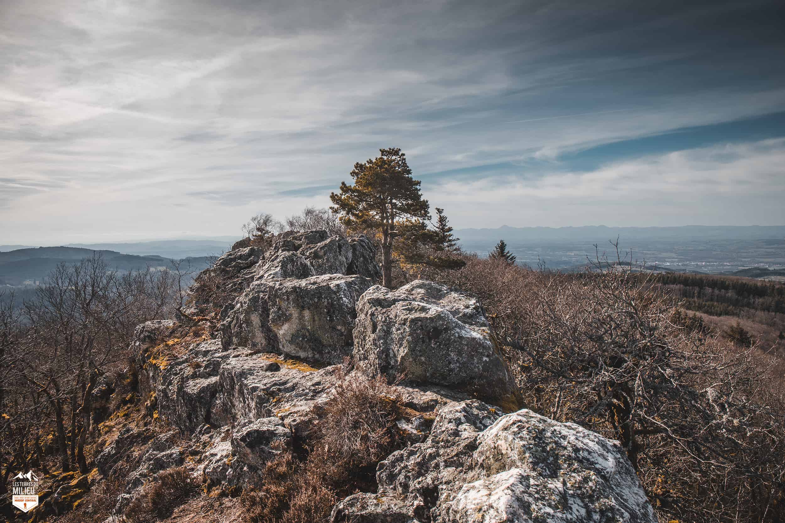 Un arbre isolé au sommet du Rez-de-Sol