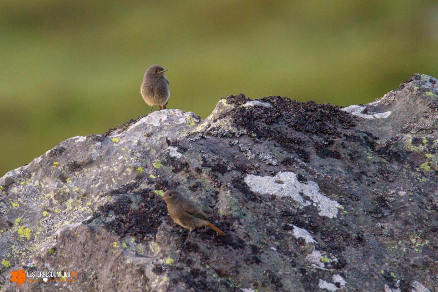 Oiseau (pipit ?) sur les rochers sous le roc de Cuzeau