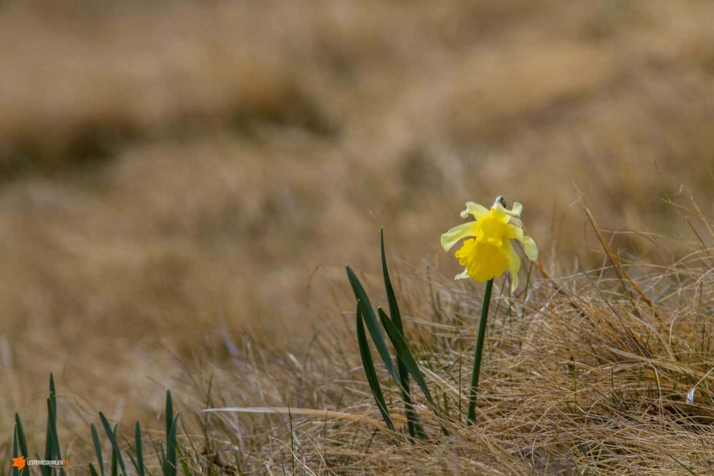 Jonquille dans le Sancy