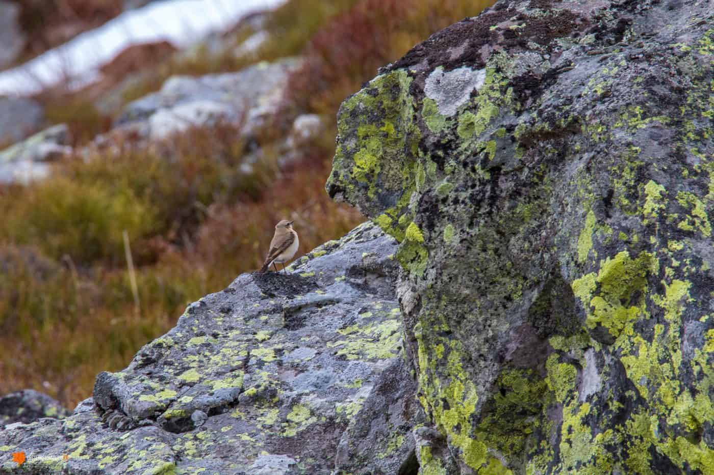 Oiseau près du puy de Paillaret