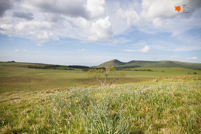 Plateau du Guéry