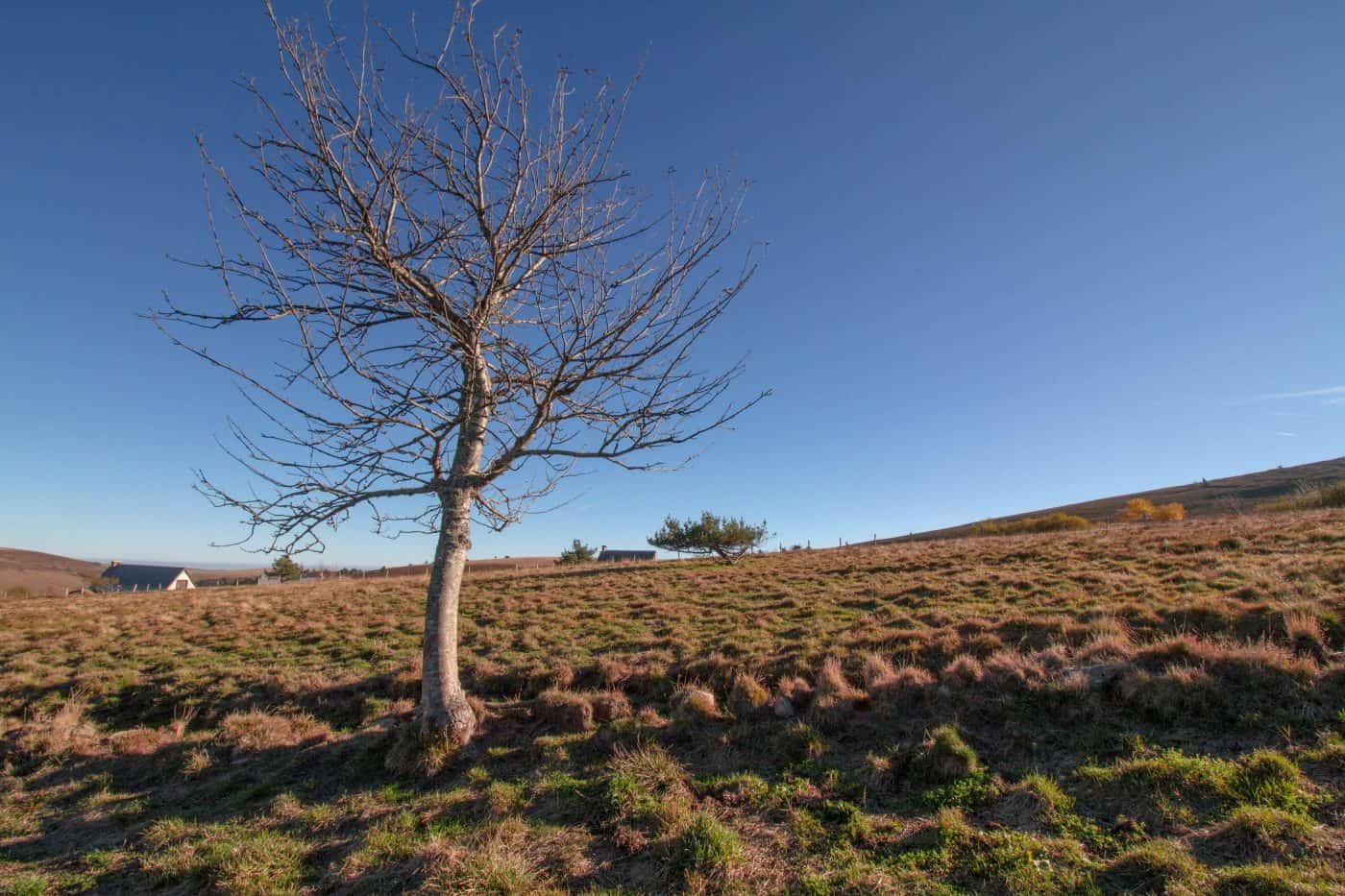 Arbre isolé sur le plateau du Forez