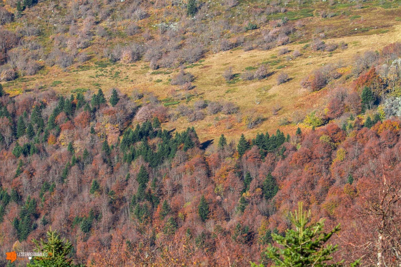 Les forêts du Forez en automne