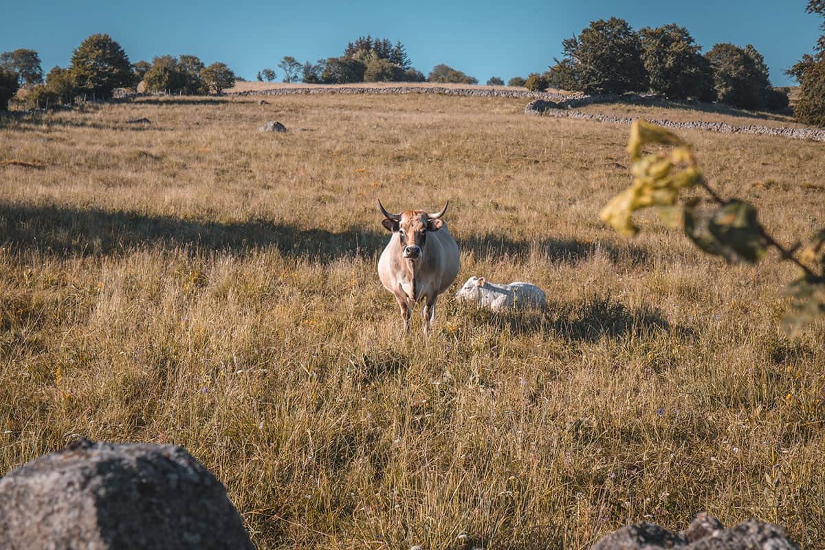 Vache Aubrac sur le plateau en Lozère