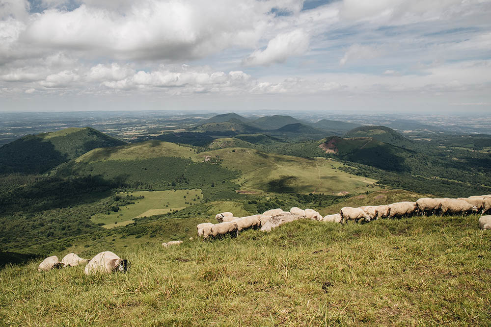 Moutons au sommet de la Chaîne des Puys